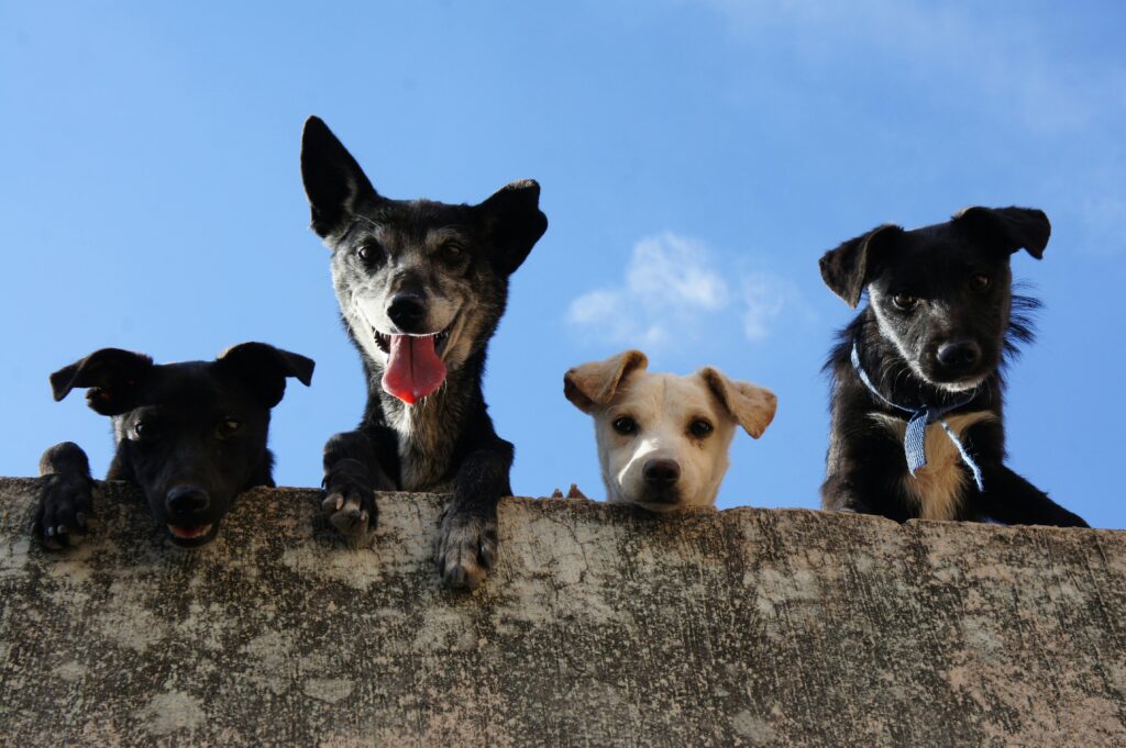 Brentwood Animal Hospital