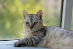 veterinary care in Burnaby