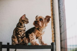 preventive veterinary care Burnaby