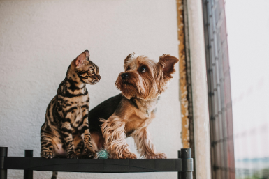 preventive veterinary care Burnaby