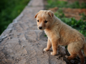 dog preventive care Burnaby