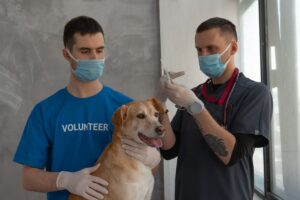 Veterinarian giving a dog an injection, similar to how a microchip is placed, at a Burnaby clinic