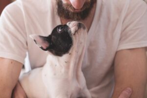 Animals Dogs