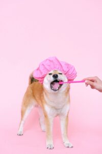 Dog having its teeth brushed with a pet toothbrush, dental disease prevention in Brentwood, Burnaby