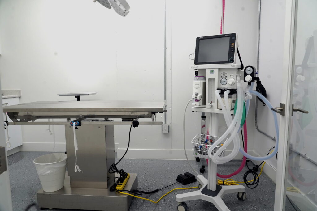 Dental procedure room with patient monitoring at Brentwood Animal Hospital