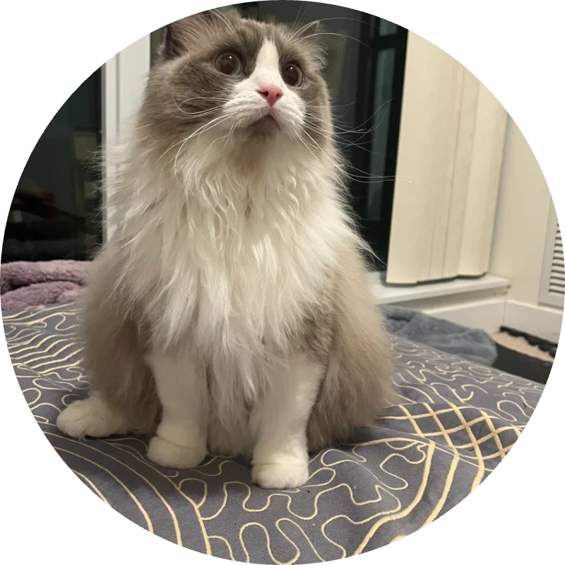 Young cat patient of Brentwood Animal Hospital sitting on a rug