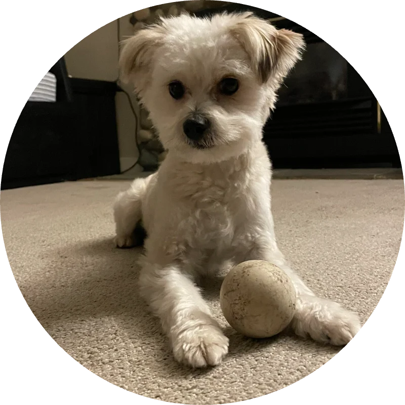 Puppy patient of Brentwood Animal Hospital sitting with a toy