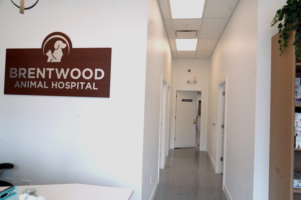 Treatment hallway at Brentwood Animal Hospital in Burnaby